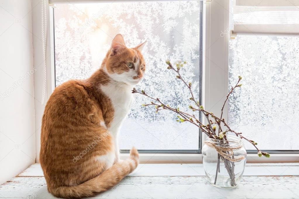 Red-white cat on windowsill 
