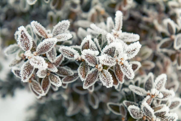 Branch boxwood with cones in snow. — Stock Photo, Image