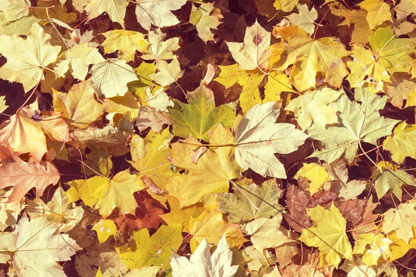 秋の黄色のカエデの葉が水の上に横たわる — ストック写真