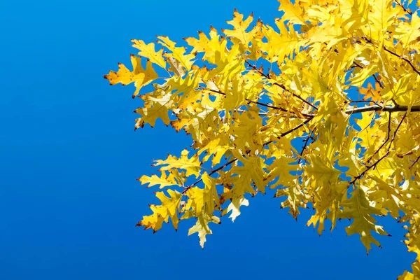 Outono folhas amarelas no fundo azul céu — Fotografia de Stock