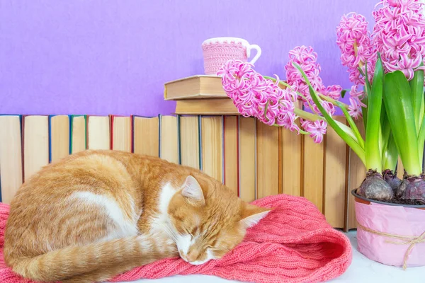 Rode en witte kat slapen op roze sjaal — Stockfoto
