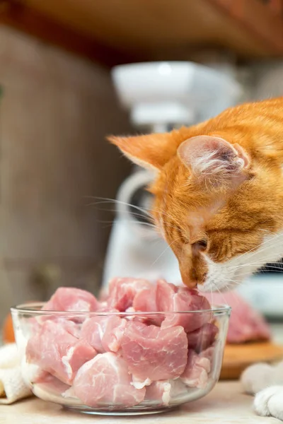 Cat takes a piece of meat from a table