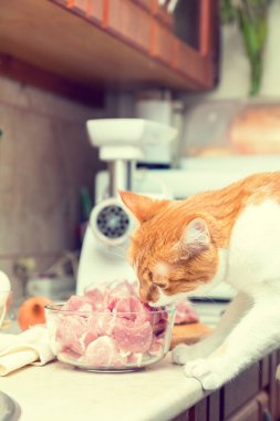 Kırmızı ve beyaz kedi bir et parçası alır