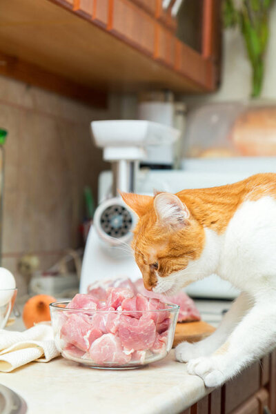 Red and white cat takes a piece of meat