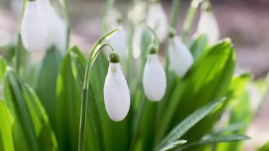 Beyaz çiçek açan kardelen katlanmış veya Galanthus plicatus su ile hafif esintiyle keser. Düşük açılı. Güneş ışığı. Sunrise.