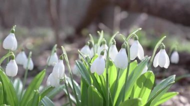 Beyaz çiçek açan kardelen katlanmış veya Galanthus plicatus su ile hafif esintiyle keser. Düşük açılı. Güneş ışığı. Sunrise.