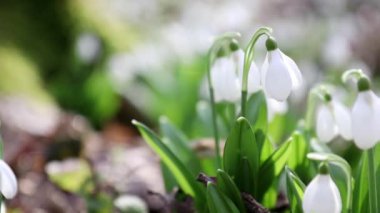 Beyaz çiçek açan kardelen katlanmış veya Galanthus plicatus su ile hafif esintiyle keser. Düşük açılı. Güneş ışığı. Sunrise.