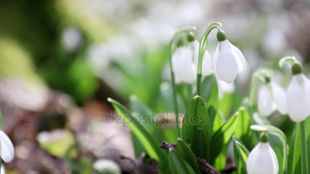 Bílý kvetoucí Sněženka skládací nebo plicatus Galanthus s vodou klesne v lehký vánek. Nízký úhel. Sluníčko. Východ slunce. — Stock video