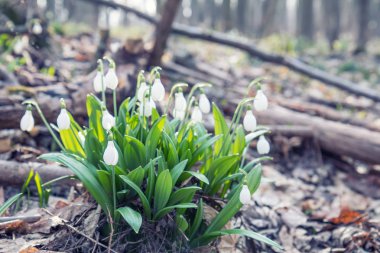 Kardelen su damlaları ile katlanmış