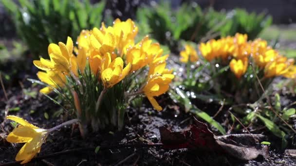 Geel bloeiende Krokussen met waterdruppels in lichte bries. Zonnige dag. — Stockvideo