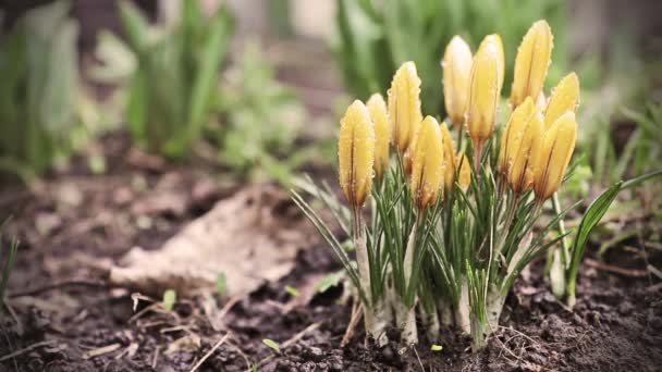 Gula blommande krokusar med vatten droppar i lätt bris. Låg vinkel. Soluppgång. Tonas — Stockvideo