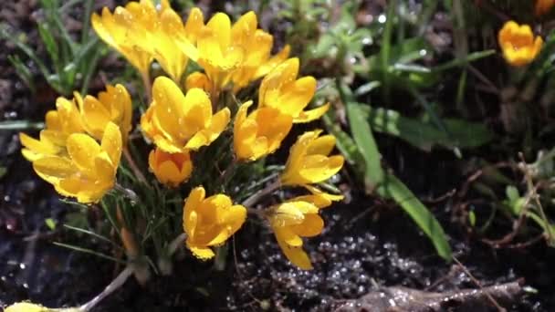 Yellow blooming crocuses with water drops in light breeze. Sunny day. It rains in sunny day. — Stock Video