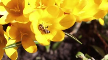 Arı nektarı ve sinek toplar. Hafif meltem sarı çiçek açan çiğdemler. Güneşli gün.