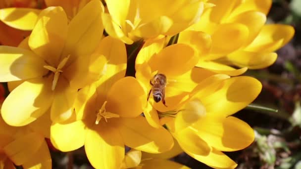 Bee verzamelt nectar en vliegen. Geel bloeiende Krokussen in lichte bries. Zonnige dag. — Stockvideo