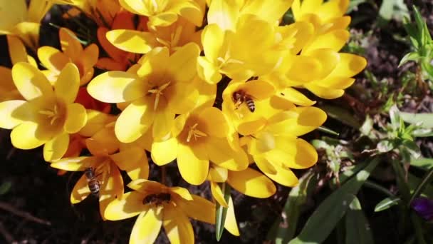 Bee verzamelt nectar en vliegen. Geel bloeiende Krokussen in lichte bries. Zonnige dag. — Stockvideo