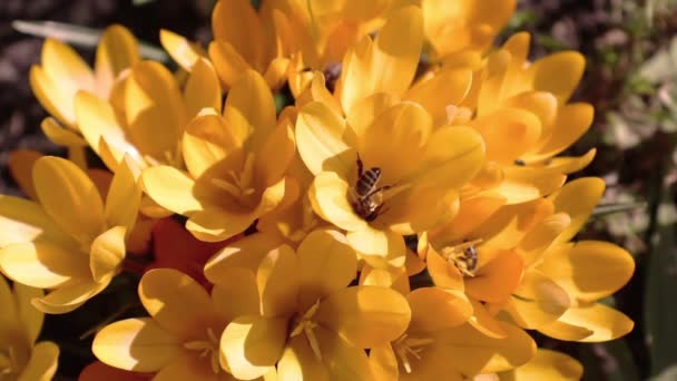 Bee collects nectar and flies. Yellow blooming crocuses in light breeze. Sunny day. — Stock Video