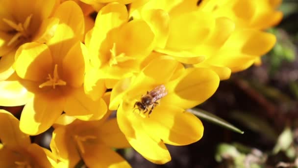 Bee collects nectar and flies. Yellow blooming crocuses in light breeze. Sunny day. — Stock Video