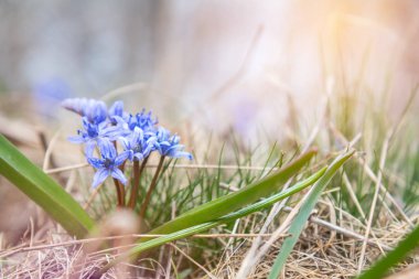Büyüyen mavi kar damlası