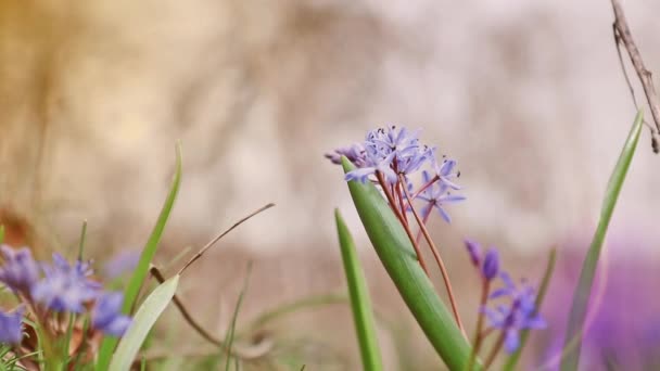 Vadon élő, növekvő kék hóvirág, Scilla sarkvirág, kék kora tavaszi virág könnyű szellő. — Stock videók