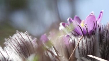 Çayır bitkisi, cutleaf anemon su ile hafif esintiyle düşer..
