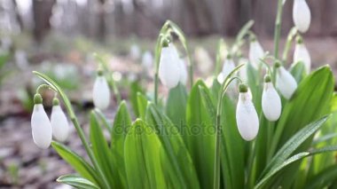 Beyaz çiçek açan kardelen katlanmış veya Galanthus plicatus su ile hafif esintiyle keser. Düşük açılı. Güneş ışığı. Sunrise.