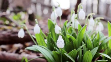 Beyaz çiçek açan kardelen katlanmış veya Galanthus plicatus su ile hafif esintiyle keser. Düşük açılı. Güneş ışığı. Sunrise.