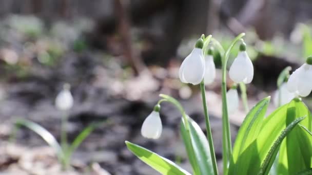 Vita blommande snowdrop viks eller Galanthus plicatus med vatten droppar i lätt bris. Låg vinkel. Sunshine. Soluppgång. — Stockvideo