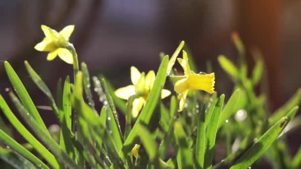 Narciso amarillo floreciente con gotas de agua en la brisa ligera — Vídeos de Stock