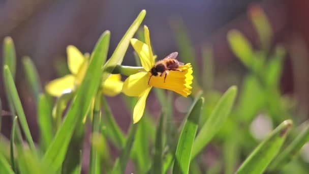 La abeja recoge néctar y vuela. Narciso amarillo floreciente en la brisa ligera . — Vídeos de Stock