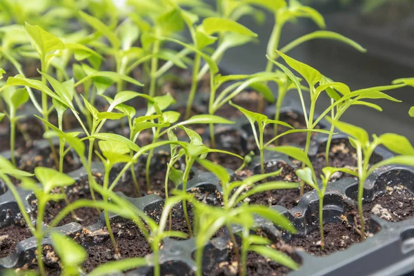 Biber fide büyüyen nakli