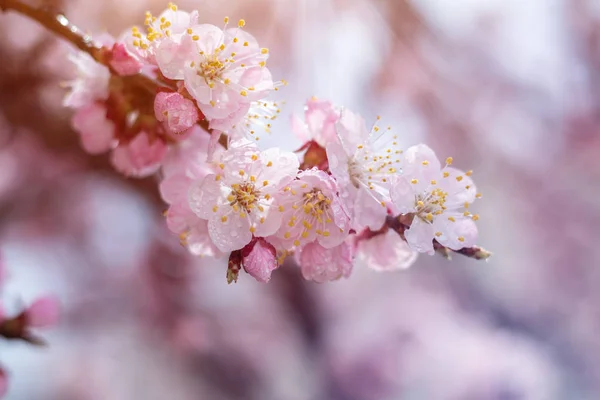 Tavaszi háttér művészet rózsaszín virág — Stock Fotó