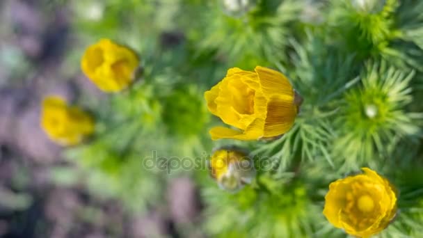 Gele bloem groeien op een natuur-achtergrond — Stockvideo