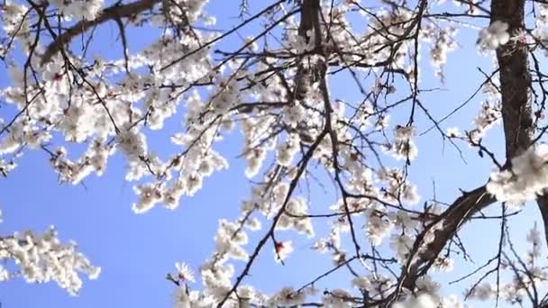 Cena dinâmica sobre o ramo de uma árvore de damasco florescente no fundo de céu azul — Vídeo de Stock