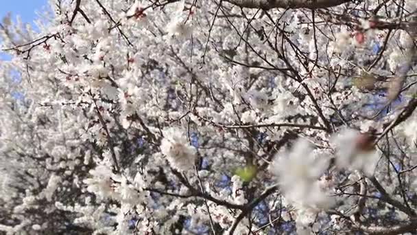 Escena dinámica sobre la rama de un albaricoque en flor sobre fondo azul del cielo. Enfoque dinámico selectivo . — Vídeo de stock