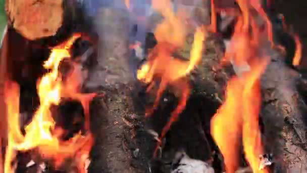 Charred wood in the fire. Burning wood in flames. — Stock Video