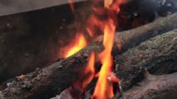 Charred wood in the fire. Burning wood in flames. — Stock Video