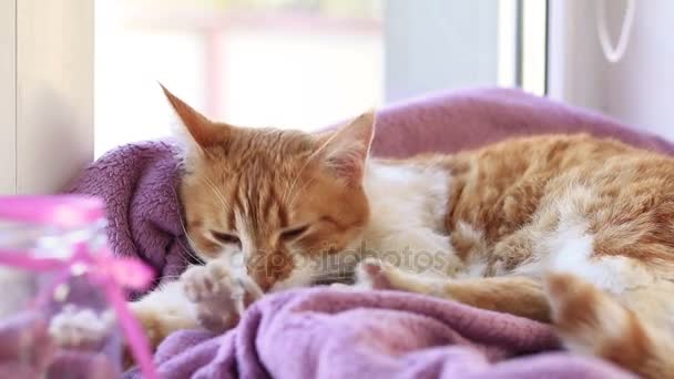 Kırmızı beyaz kedi uyku hazır olun. Lila battaniye pencere pervazı var üstünde uyumak kitty. Güneş ışığı. — Stok video
