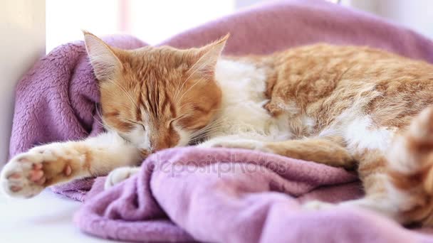 Rot-weiße Katzenkätzchen schlafen auf fliederfarbener Decke auf der Fensterbank. Sonnenlicht. — Stockvideo
