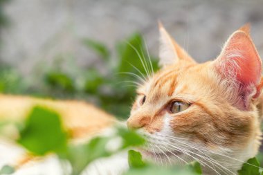 Kırmızı tasma sevimli beyaz-kırmızı kedi 