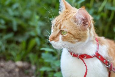 Kırmızı tasma sevimli beyaz-kırmızı kedi 