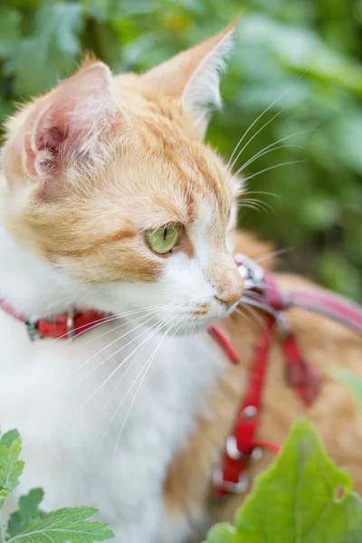 Kırmızı tasma sevimli beyaz-kırmızı kedi 