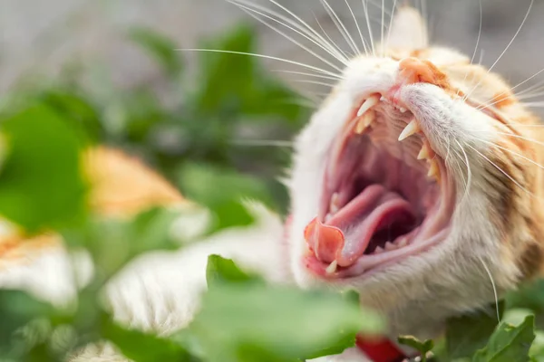 Gato branco-vermelho bonito em um colar vermelho — Fotografia de Stock