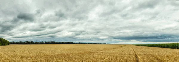 Agrarpanorama Weizen- und Maisfelder — Stockfoto