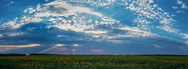 Драматичний захід сонця над полями соняшників . — стокове фото
