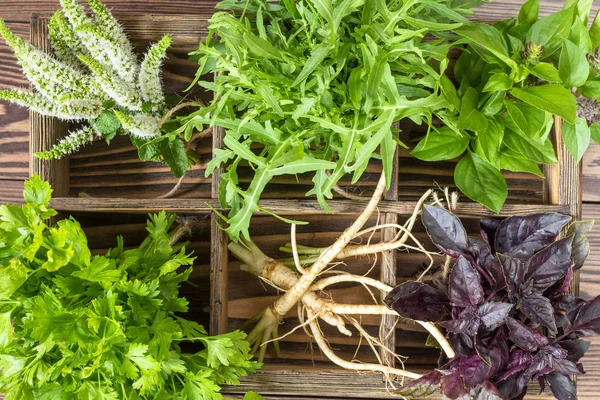 Verse biologische groene kruiden houten vloer — Stockfoto