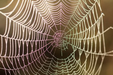 Dizeleri bir örümcek Web görünümü kapatın. Örümcek ağı ile c