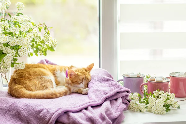 Pencere pervazı, sıcak kakao bardak doğum Kitty