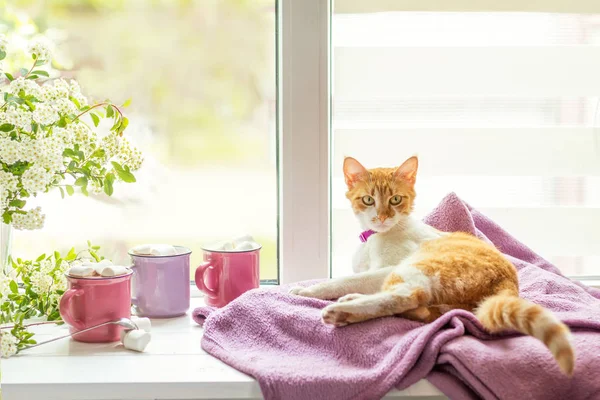 Kitty op de vensterbank, kopjes warme chocolademelk — Stockfoto
