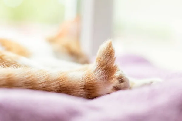 Gatinho vermelho e branco dormindo em cobertor violeta — Fotografia de Stock