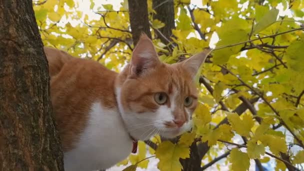 Schattig wit-en-rood kat in een rode halsband aan de herfst boom — Stockvideo